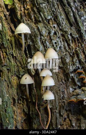 Psathyrella-Pilze liegen auf einem verfallenden Baumstamm in einem feuchten Wald und zeigen ihre zarten Kappenformen und ihre blassfarbene Färbung im Spätherbst Stockfoto