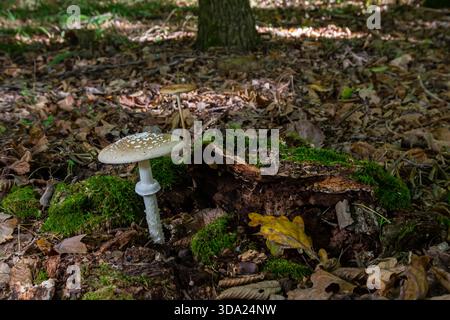 Die Amanita Pantherina oder die Panther Cap, ein wunderschöner und ikonischer Pilz. Ein gedämpfter Verwandter der Amanita muscaria oder Fliegenpilz, seine Kappe ist charakteristisch Stockfoto