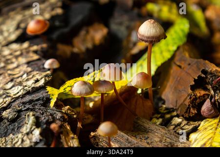 Ein kleiner Pilz steht aufrecht auf einem Bett aus verfallendem Holz, umgeben von Erde und Laub, und hebt die feinen Details von Mycena galericulata hervor Stockfoto