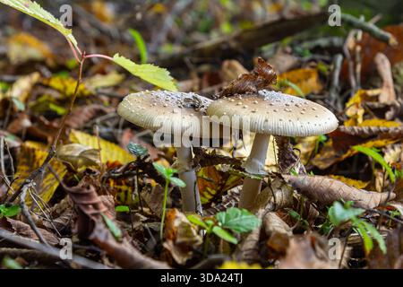 Die Amanita Pantherina oder die Panther Cap, ein wunderschöner und ikonischer Pilz. Ein gedämpfter Verwandter der Amanita muscaria oder Fliegenpilz, seine Kappe ist charakteristisch Stockfoto