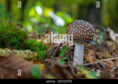 Die Amanita Pantherina oder die Panther Cap, ein wunderschöner und ikonischer Pilz. Ein gedämpfter Verwandter der Amanita muscaria oder Fliegenpilz, seine Kappe ist charakteristisch Stockfoto