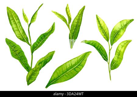 Matcha-Blätter isoliert, japanisches Bio-Grünteeblatt. Botanisches Aquarellbild der Matcha-Pflanze in leuchtender grüner Farbe. Design für Menü, Stockfoto