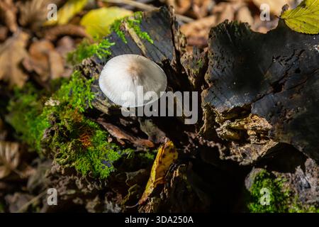 Pilze von Psathyrella und Mycena galericulata wachsen auf verrottendem Holz in einem lebhaften Herbstwald, umgeben von gefallenen Blättern und grünen Mos Stockfoto
