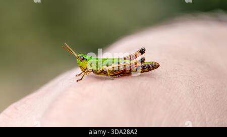 Leuchtendes grünes Grasshopper auf menschlicher Haut in der Makroansicht Stockfoto