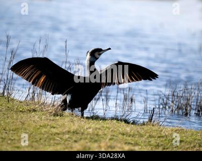 Kormoran mit offenen Flügeln (Phalacrocorax carbo) Elmley Nature Reserve, Kent UK Stockfoto