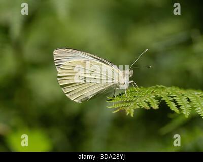 Kleiner weißer Schmetterling (Pieris rapae) Lullingstone Country Park, Kent Großbritannien Stockfoto