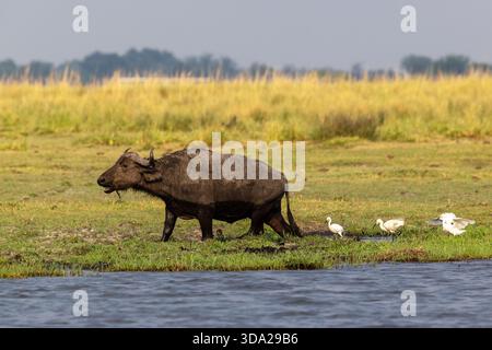 Ein großer afrikanischer Büffel, der auf einem nassen Flussufer spaziert, und eine Gruppe kleiner Reiher folgt ihm im Chobe-Nationalpark, Botswana Stockfoto