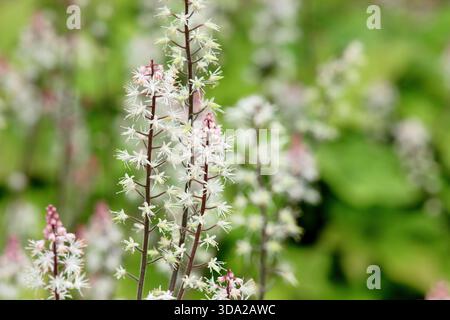 Tiarella Spring Symphony mit kurzen aufrechten Spitzen schaumiger Blumen im Waldgarten im Sommer. Auch bekannt als Schaumblume „Spring Symphony“ Stockfoto