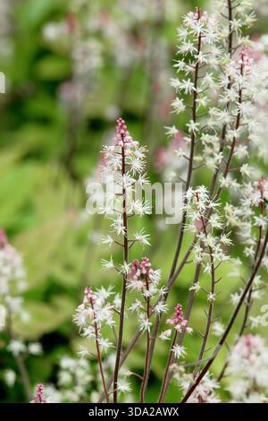 Tiarella Spring Symphony mit kurzen aufrechten Spitzen schaumiger Blumen im Waldgarten im Sommer. Auch bekannt als Schaumblume „Spring Symphony“ Stockfoto