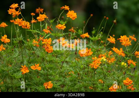 Eine lebhafte große Blüte von Cosmos-Blumen in einem üppigen Garten mit farbenfrohen Blütenblättern und natürlicher Schönheit. Perfekt für Blumen, Frühling, Sommer, Botanik Stockfoto