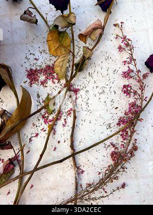 Getrocknete Rosen und botanische Trümmer flach liegen auf strukturiertem weißem Hintergrund Stockfoto