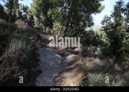 Kiefern, Dolomitfelsen, Büsche und Wanderwege, sonnige Gegenden und Schatten, die an einem Herbsttag im Nadelwald von Jerusalem zu sehen sind. Stockfoto