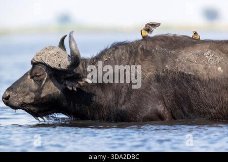 Rotschnabel-Oxpecker reiten auf dem Rücken eines afrikanischen Büffels, während er über einen Fluss im Chobe-Nationalpark in Botswana schwimmt Stockfoto