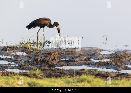 Afrikanischer Bürgerschnabel, der sich im flachen Wasser bewegt und im Chobe River im Chobe National Park in Botswana nach Essen sucht Stockfoto