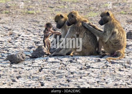Eine Gruppe von Chacma-Pavianen, die an einem heißen Tag im Chobe-Nationalpark, Botswana, herumspringen Stockfoto