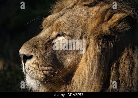 Iblis the Lion im Chester Zoo, Upton-by-Chester, Cheshire, England Vereinigtes Königreich Stockfoto