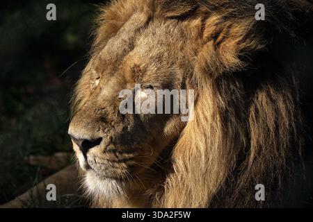Iblis the Lion im Chester Zoo, Upton-by-Chester, Cheshire, England Vereinigtes Königreich Stockfoto