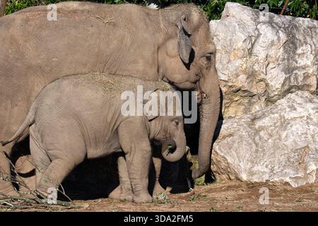 Asiatische Elefanten im Chester Zoo, Upton-by-Chester, Cheshire, England Vereinigtes Königreich Stockfoto