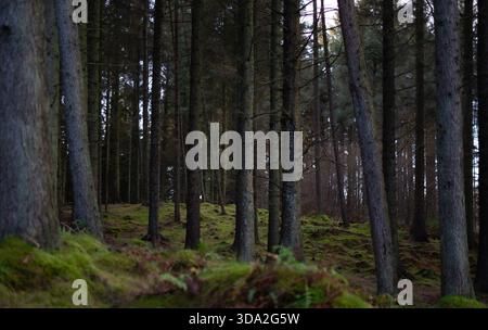 Friedliche schottische Waldszene mit hohen Kiefern, Waldhügeln und grünem Moos im späten Winter Stockfoto