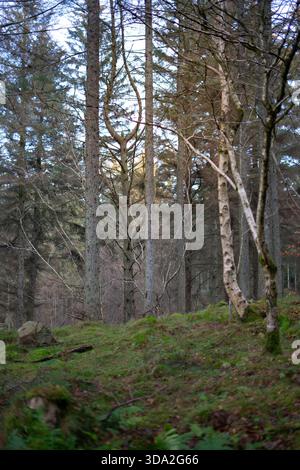 Friedliche schottische Waldszene mit hohen Kiefern, Waldhügeln und grünem Moos im späten Winter Stockfoto