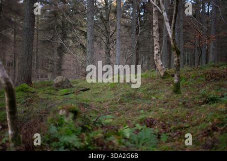 Friedliche schottische Waldszene mit hohen Kiefern, Waldhügeln und grünem Moos im späten Winter Stockfoto