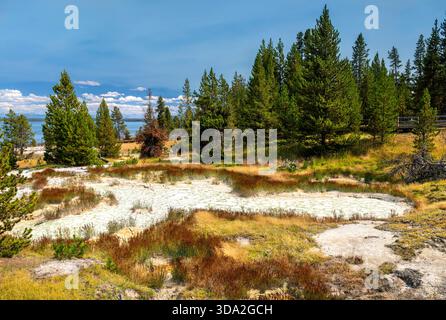 Der geothermische Pool mit weißem Sinterrand liegt zwischen Kiefern im Yellowstone-Nationalpark, Wyoming, USA. Malerische Landschaft mit Yellowstone Lake Hintergrund, die zum UNESCO-Weltkulturerbe gehört Stockfoto
