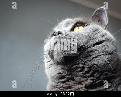 Elegantes Porträt einer grauen britischen Kurzhaarkatze mit bernsteinfarbenen Augen Stockfoto