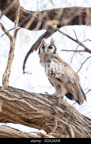 Der große Uhu von Verreaux, auch bekannt als der Milchadler, der auf einem alten Baum in einer Savanne in der Nähe von Savuti im Chobe-Nationalpark in Botswana steht Stockfoto