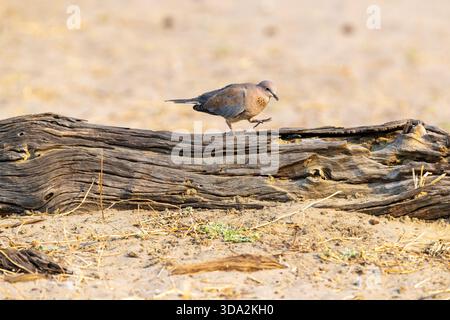 Eine bunte Lachtaube bewegt sich auf einem trockenen Baumstamm und sucht an einem sonnigen Tag in Savuti, Chobe National Park in Botswana nach Essen Stockfoto