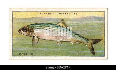 Eine Vintage-Zigarettenkarte aus Großbritannien mit einem Meeresfisch (Hering) isoliert auf weißem Hintergrund. Stockfoto
