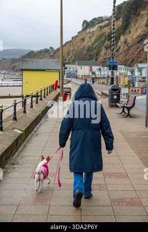 Ältere Dame mit schwerem Wintermantel und Kapuze, die einen kleinen Terrierhund entlang der Küste auf der isle of wight, großbritannien, führt Stockfoto