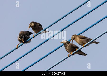 Gruppe von Weißwangen- oder Graustern (Spodiopsar cineraceus), die vor blauem Himmel auf Draht sitzt Stockfoto