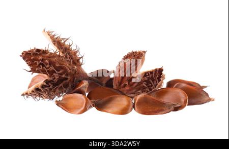 Bechuts Samen isoliert auf weißem Hintergrund. Europäische Buchennüsse oder Fagus sylvatica. Beschneidungspfad. Stockfoto