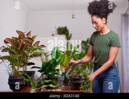 Frau, die zu Hause Pflanzen in Innenräumen bewässert, Pflanzenpflege genießt und Hobby im Grünen genießt Stockfoto