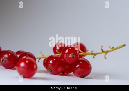 Frische rote Johannisbeeren auf weißem Hintergrund – Bio-Sommerbeeren, minimalistisches Lebensmittelkonzept für gesunde Ernährung und natürliche Zutaten Stockfoto