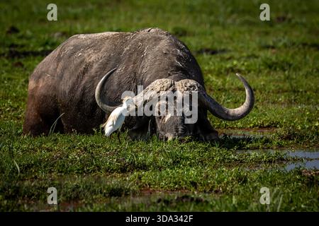 Rinderreiher sind nie weit von einem kap-Büffel entfernt. Amboseli Park hat einige magische Sumpfgebiete mit vielen cape Büffel. Stockfoto
