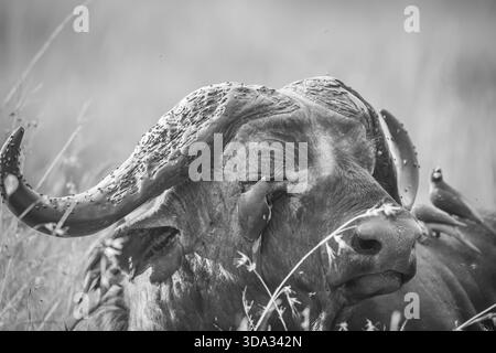 Ein kap-Büffel schließt sein rechtes Auge, damit ein Oxspecht seine Arbeit verrichten kann. Amboseli Park hat einige magische Sumpfgebiete mit vielen cape Büffel. Stockfoto