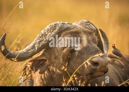 Ein kap-Büffel schließt sein rechtes Auge, damit ein Oxspecht seine Arbeit verrichten kann. Amboseli Park hat einige magische Sumpfgebiete mit vielen cape Büffel. Stockfoto