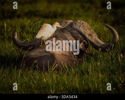 Ostafrika ist ein großartiger Ort, um kap-Büffel zu beobachten. Amboseli am Fuße des Kilimandscharo hat einige magische Sumpfgebiete. Stockfoto