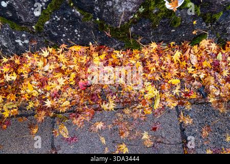 Eine Schicht gefallener Herbstblätter in verschiedenen Farben bedeckt den Boden entlang einer Steinmauer. Die Szene zeigt die wechselnde Jahreszeit in einer Nachbarschaft. Stockfoto