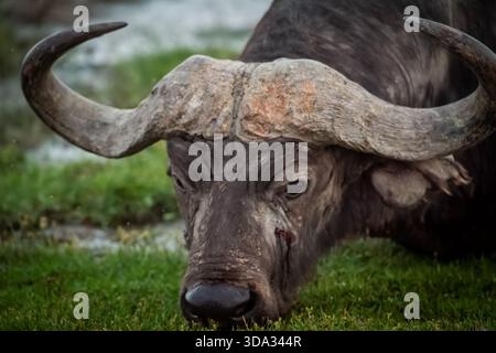 Ein cape-Büffel posiert. Ostafrika ist ein großartiger Ort, um kap-Büffel zu beobachten. Amboseli am Fuße des Kilimandscharo hat einige magische Sumpfgebiete. Stockfoto