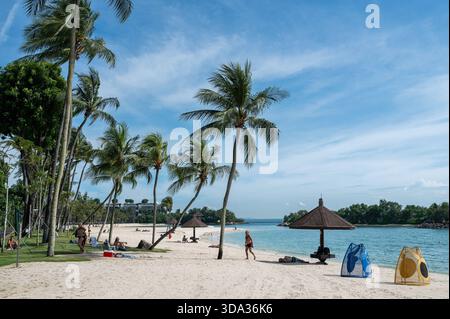 29.11.2025, Singapur, Republik Singapur, Asien - Palmen am Strand von Tanjong Beach auf der Insel Sentosa. *** 29 11 2025, Singapur, Republik Singapur, Asien Palmen am Tanjong Beach auf Sentosa Island Stockfoto