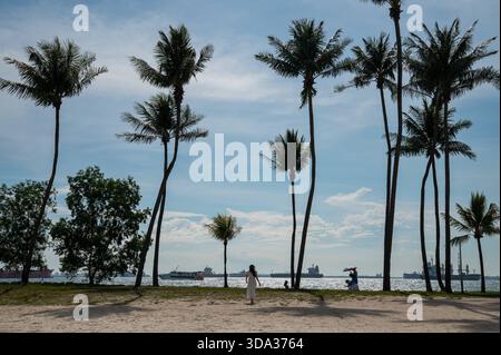 29.11.2025, Singapur, Republik Singapur, Asien - Palmen am Strand von Tanjong Beach auf der Insel Sentosa mit Blick auf die Strasse von Singapur Singapore Singapore Strait. *** 29 11 2025, Singapur, Republik Singapur, Asien Palmen am Tanjong Beach auf Sentosa Island mit Blick auf die Straße von Singapur Singapur Singapur Stockfoto