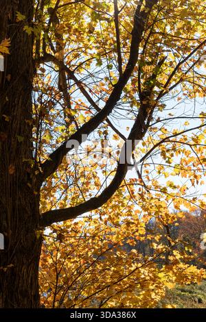 Helle Sonne mit Hintergrundbeleuchtung, die durch die gelben Herbstblätter eines Baumes mit herabfallenden Blättern auf dem Boden leuchtet Stockfoto