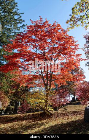 Helles Sonnenlicht, das durch die hellroten Herbstblätter eines Baumes auf einem hügeligen Friedhof vor einem klaren blauen Himmel leuchtet Stockfoto