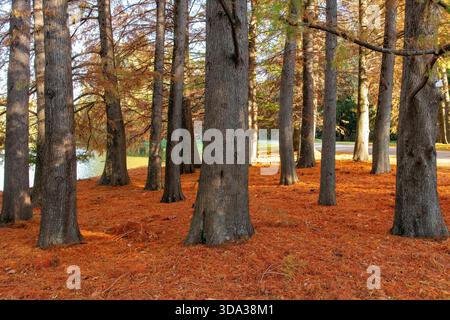 Gruppe von Stämmen von kahlköpfigen Zypressen am Ufer eines Sees während des Herbstlaub mit Boden bedeckt mit den gefallenen Nadeln mit einem lebhaften rosafarbenen Rot, ta Stockfoto