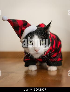 Festliche Smoking-Katze mit Weihnachtsmütze und kariertem Kostüm mit Weihnachtsdekor Stockfoto