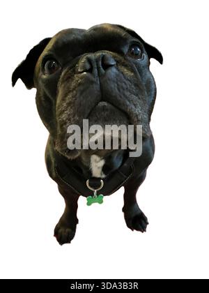 Schwarzer französischer Bulldog mit einem Harness und grünem knochenförmigem Tag, der auf weißem Hintergrund posiert, aus einem niedrigen Winkel aufgenommen, der sein kurioses A unterstreicht Stockfoto