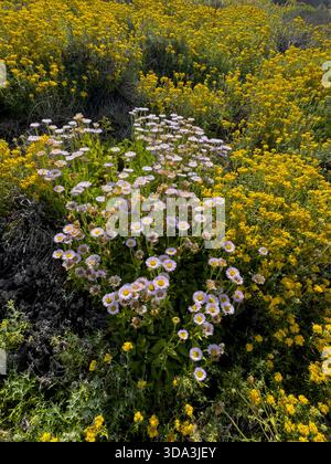 Seaside Daisy (Erigeron glaucus) oder Beach Aster in Blüte entlang der Carmel Coast - Kalifornien Stockfoto