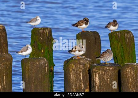 Sanderlinge, rostige Drehsteine und violette Sandfänger im Wintergefieder, die auf einem Holzbruchwasser ruhen, Fluchtschutzgebiet bei Hochwasser im Spätherbst Stockfoto